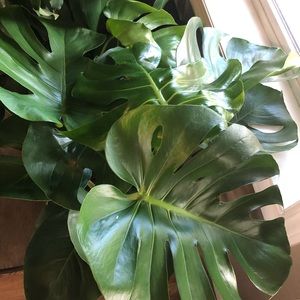 Meet your Posher, Leah